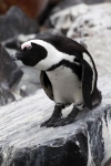 Jackass Pinguin